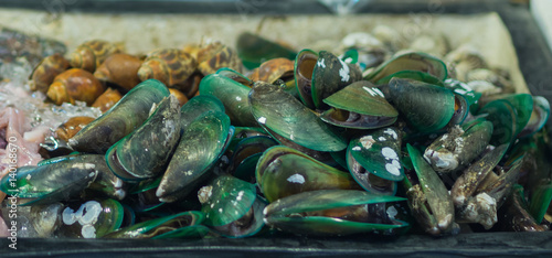 Asian green mussel