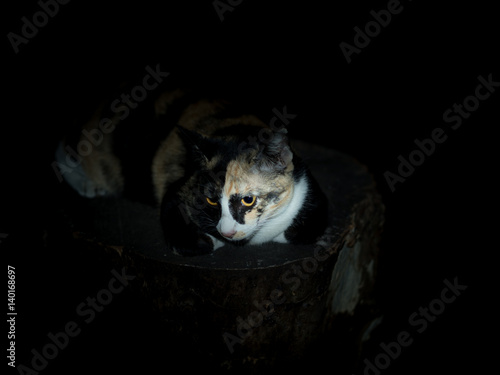 Cat relaxing on the stump.in the dark