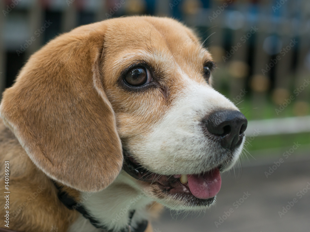 Closeup portrait of adorable beagle