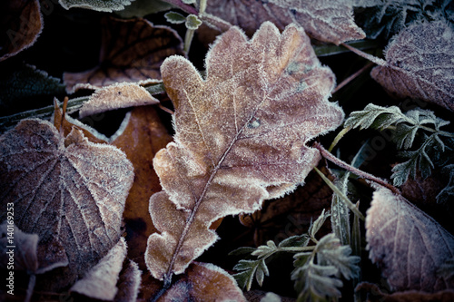 Autumn leaves frozen Artmif., © Raimond Klavins