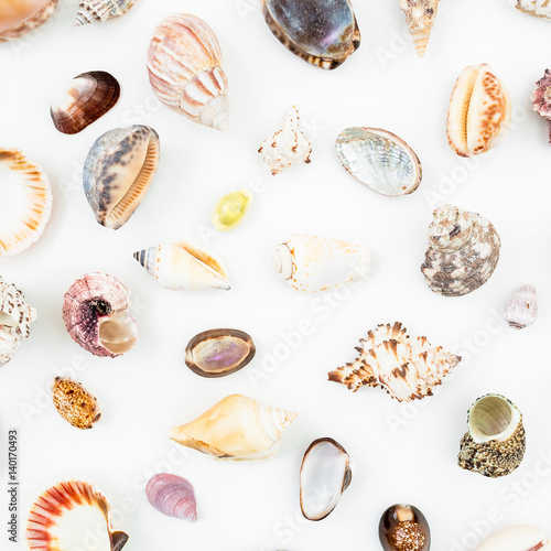 Ocean shells on white background. Flat lay. Top view. Natural pattern. 