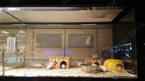 white mice in cage