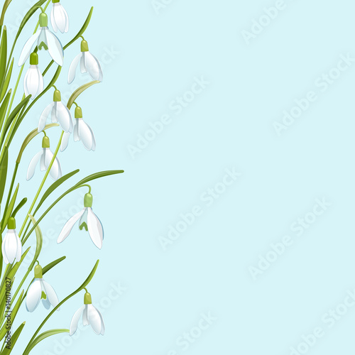 Floral background with snowdrop flowers