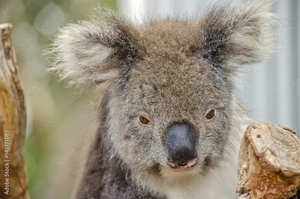Fototapeta premium Australian koala