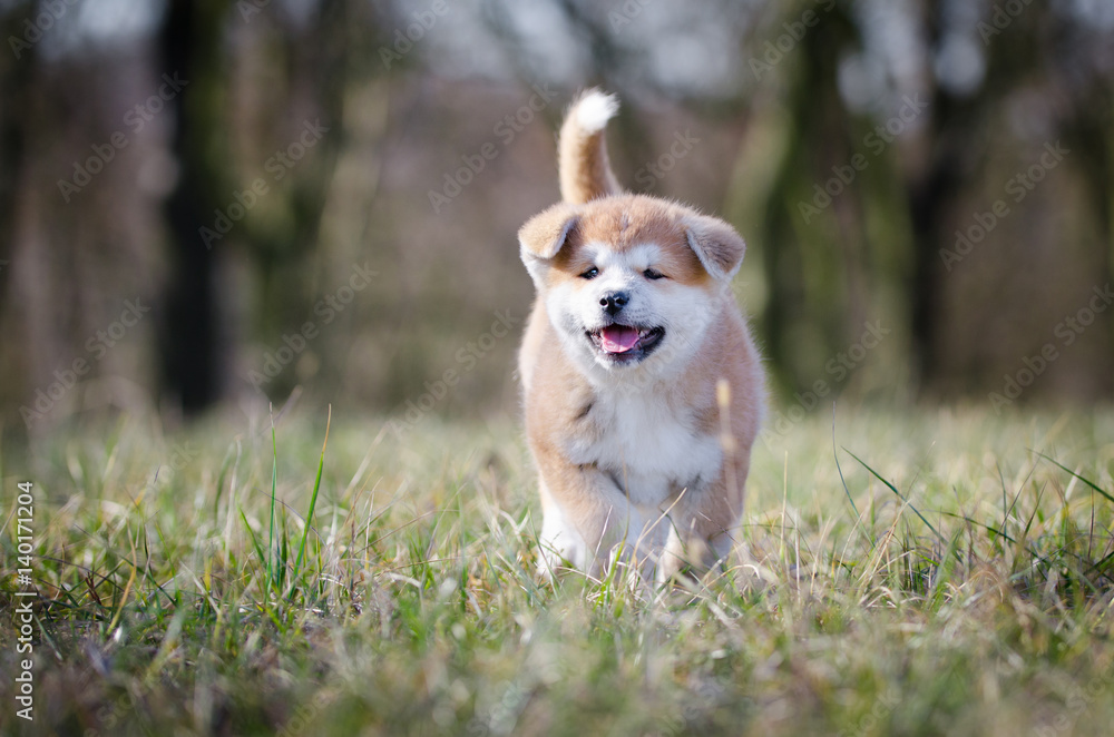 Puppy of akita in spring time Puppy of akita in spring time