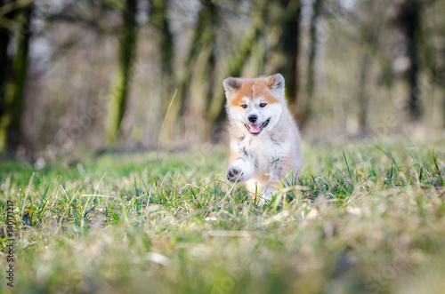 Puppy of akita in spring time  © tmart_foto