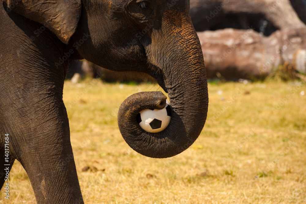 Fototapeta premium Elephant Carrying Soccer Ball using Trunk at Surin Elephant Roundup in Thailand