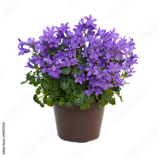 Campanula blue flowers photo