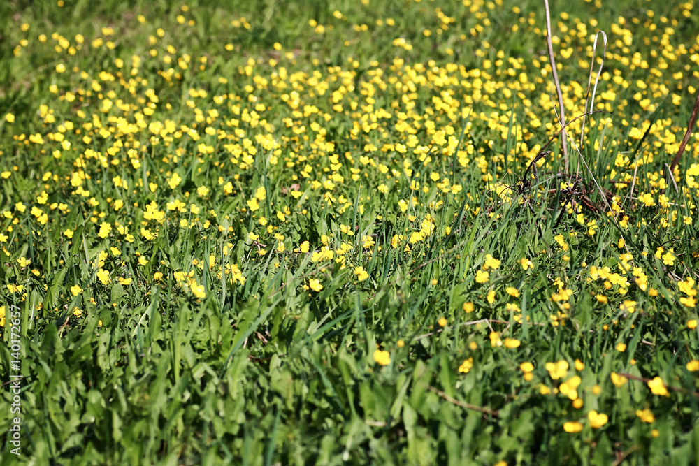 wild spring flower in a field
