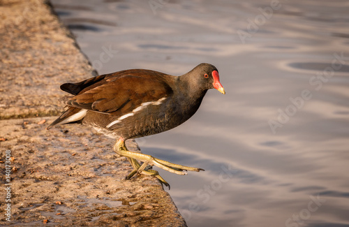 Valokuva Water bird