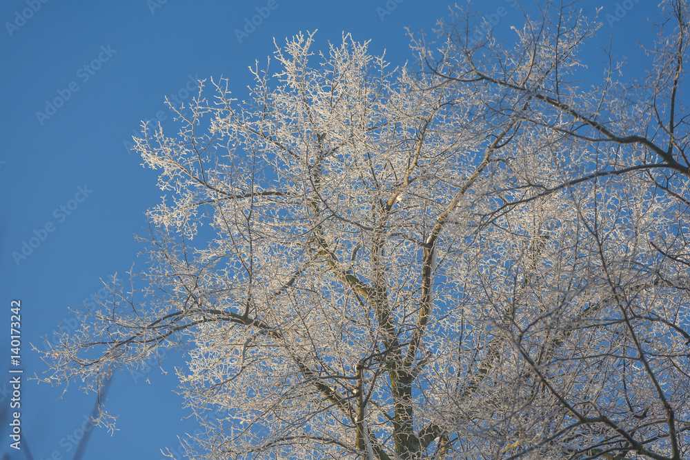 Winter Wonderland in the morning Winter Wonderland in the morning