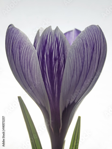 Fototapeta Naklejka Na Ścianę i Meble -  Crocus flower blossom in the backlight