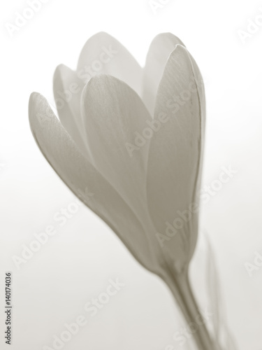 Fototapeta Naklejka Na Ścianę i Meble -  Crocus blossom in black and white, Krokusblüte