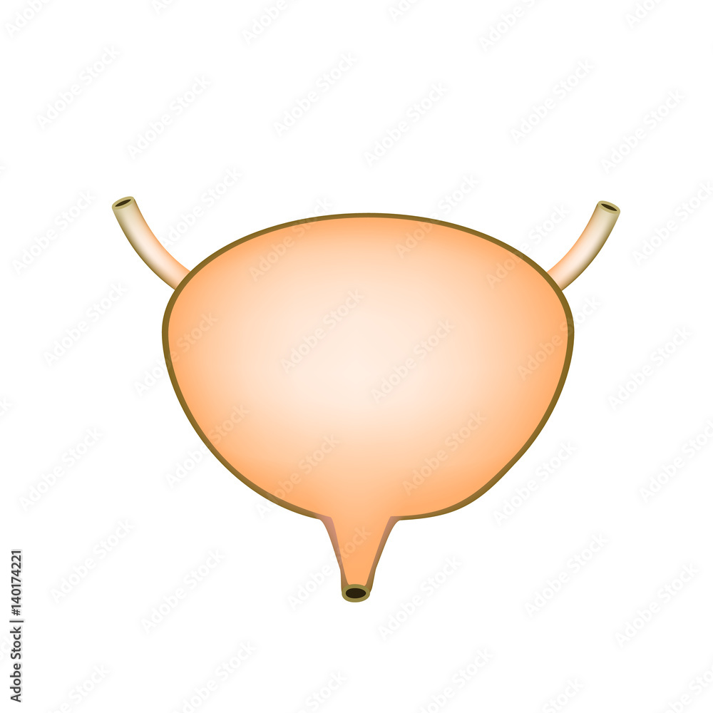 Anatomical structure of the Urinary bladder. Infographics. Vector illustration on isolated background Anatomical structure of the Urinary bladder. Infographics. Vector illustration on isolated background