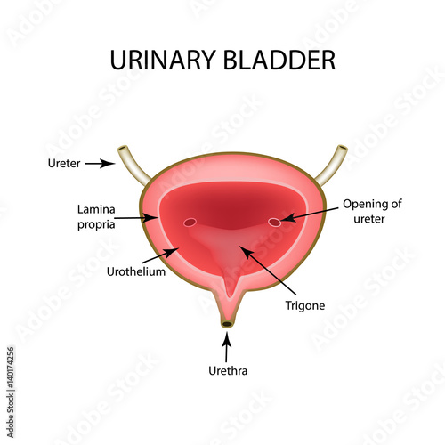 Anatomical structure of the Urinary bladder. Infographics. Vector illustration on isolated background