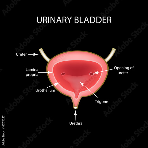 Anatomical structure of the Urinary bladder. Infographics. Vector illustration on black background