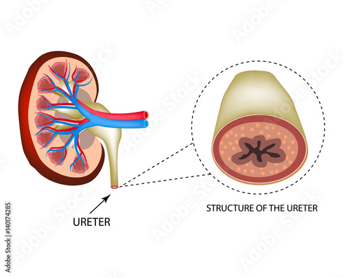 Structure of the ureter. Structure of the kidneys. Infographics. Vector illustration on isolated background