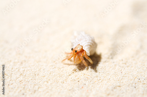Fototapeta Small hermit crab on the tropical island sand