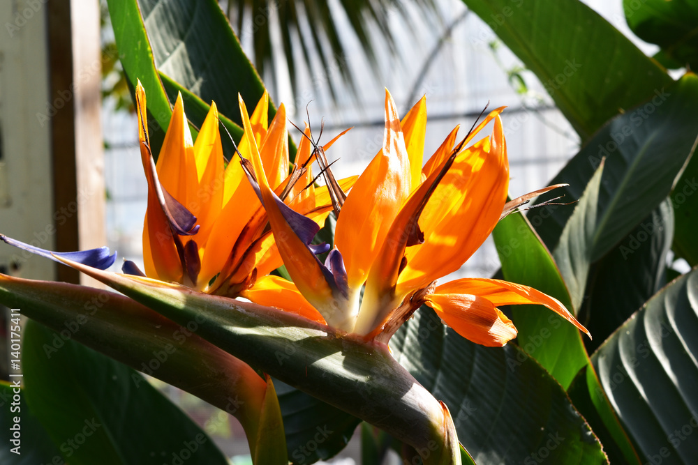 植物園の極楽鳥花 Stock Photo Adobe Stock 植物園の極楽鳥花 Stock Photo Adobe Stock
