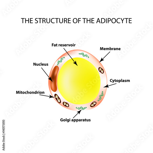 The anatomical structure of the fat cells. Adipocyte. Infographics. Vector illustration on isolated background