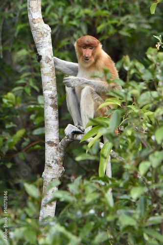 Proboscis Monkey sitting on a tree in the wild green rainforest on Borneo Island. The proboscis monkey (Nasalis larvatus) or long-nosed monkey, known as the bekantan in Indonesia