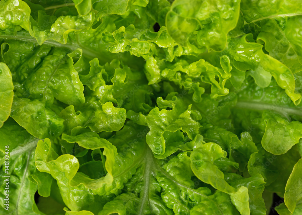 Fresh green lettuce Fresh green lettuce