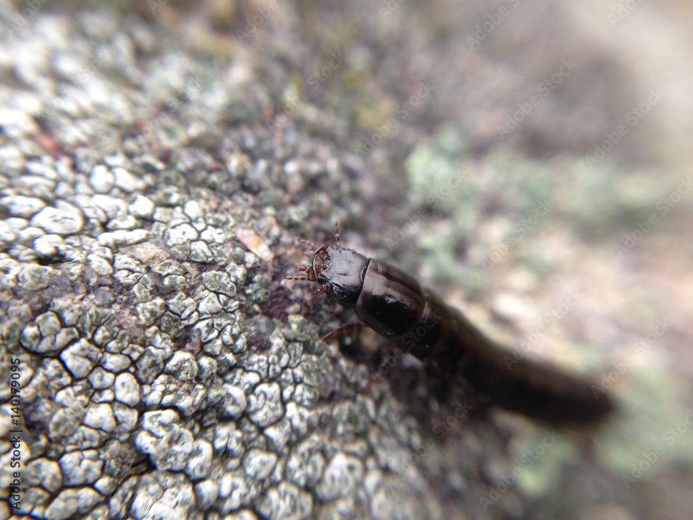 Arthropod animal on a gray stone in macro. Arthropod animal on a gray stone in macro.