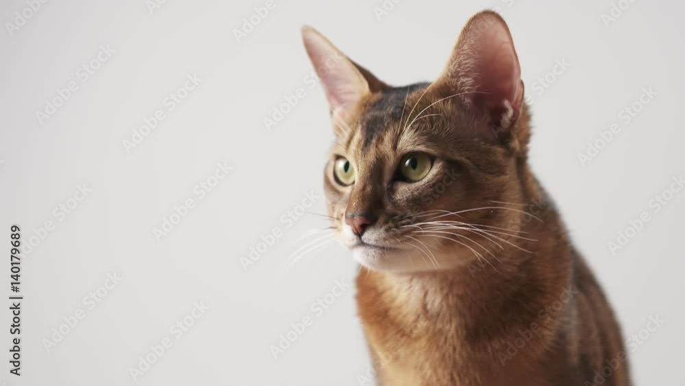 Slow motion of young abyssinian licking his face, 180fps prores footage Slow motion of young abyssinian licking his face, 180fps prores footage