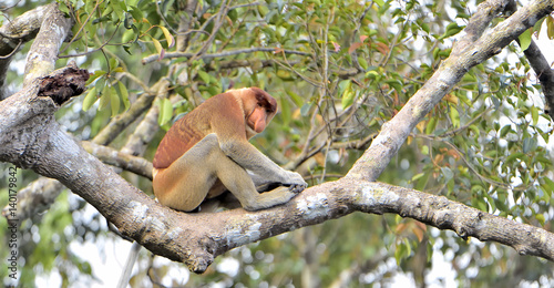 Male of Proboscis Monkey sitting on a tree in the wild green rainforest on Borneo Island. The proboscis monkey (Nasalis larvatus) or long-nosed monkey, known as the bekantan in Indonesia © Uryadnikov Sergey