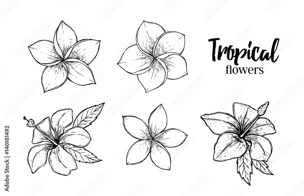 Hand drawn vector illustration - tropical flowers. Summer time. Perfect for invitations, greeting cards, blogs, posters and more.