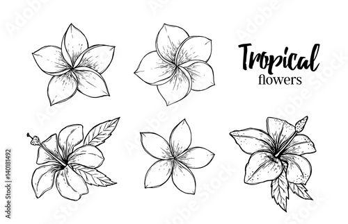 Hand drawn vector illustration - tropical flowers. Summer time. Perfect for invitations, greeting cards, blogs, posters and more.