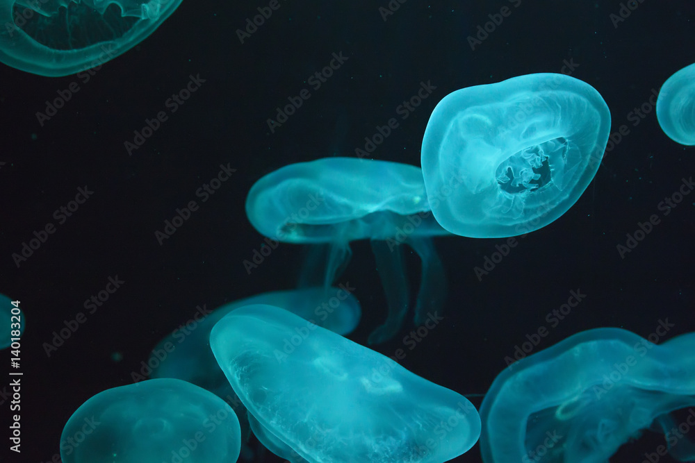 Fototapeta premium Glowing jellyfish close-up in the aquarium