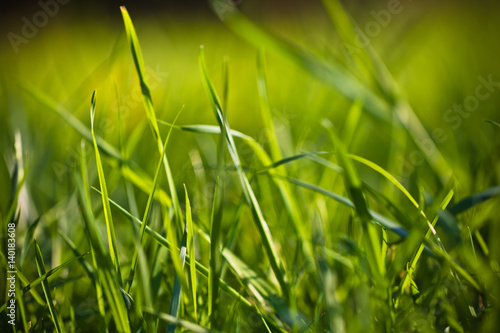 spring close up of colorful green grass in soft sunlight outdoors in vivid colors, nature waking up
