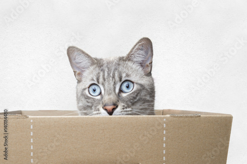 Katze schaut aus eine box.
