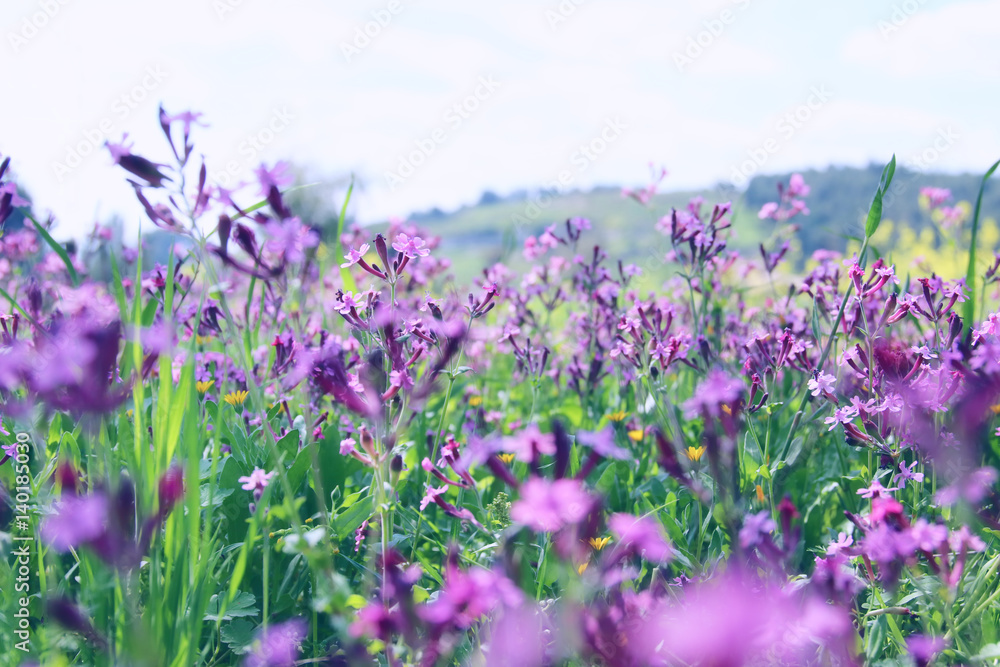 abstract photo of spring meadow with wildflowers abstract photo of spring meadow with wildflowers