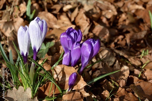 Krokusse im Sonnenlicht - F...