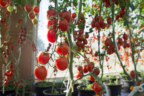 Tomatoes in filed, Tomaroes red  photo