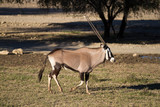 Oryx AKA Gemsbok