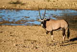 Oryx AKA Gemsbok