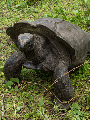 Aldabra Giant Tortoise, Wilderniss, Silhouette Island, Seychelles photo