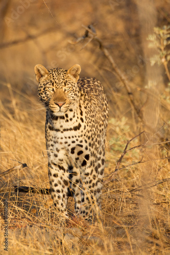 Canvas Print Leopard in the wild