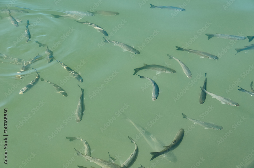 Big swarm of fish Garra Rufa in river Big swarm of fish Garra Rufa in river