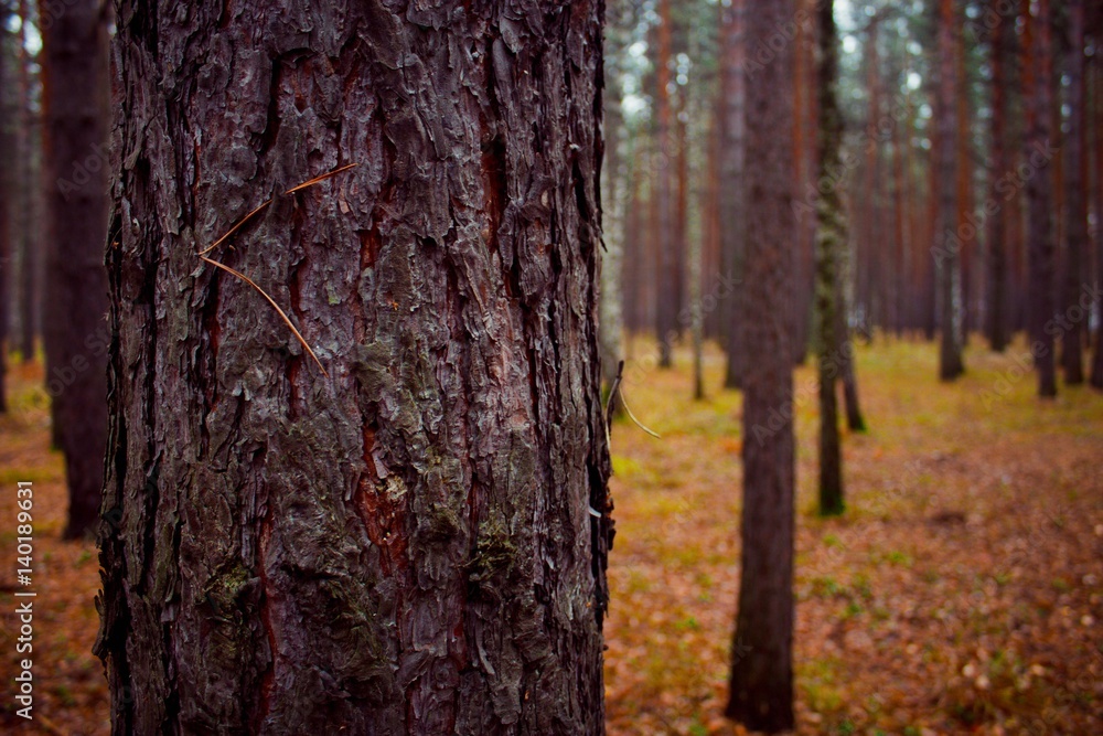 Autumn Forest. Walking in the wood. Trees in Siberia. Autumn Forest. Walking in the wood. Trees in Siberia.