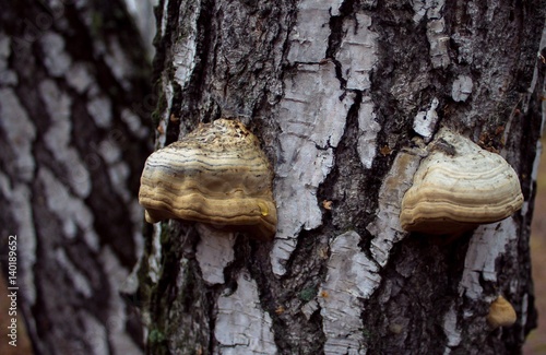 Autumn Forest. Walking in the wood. Trees in Siberia.