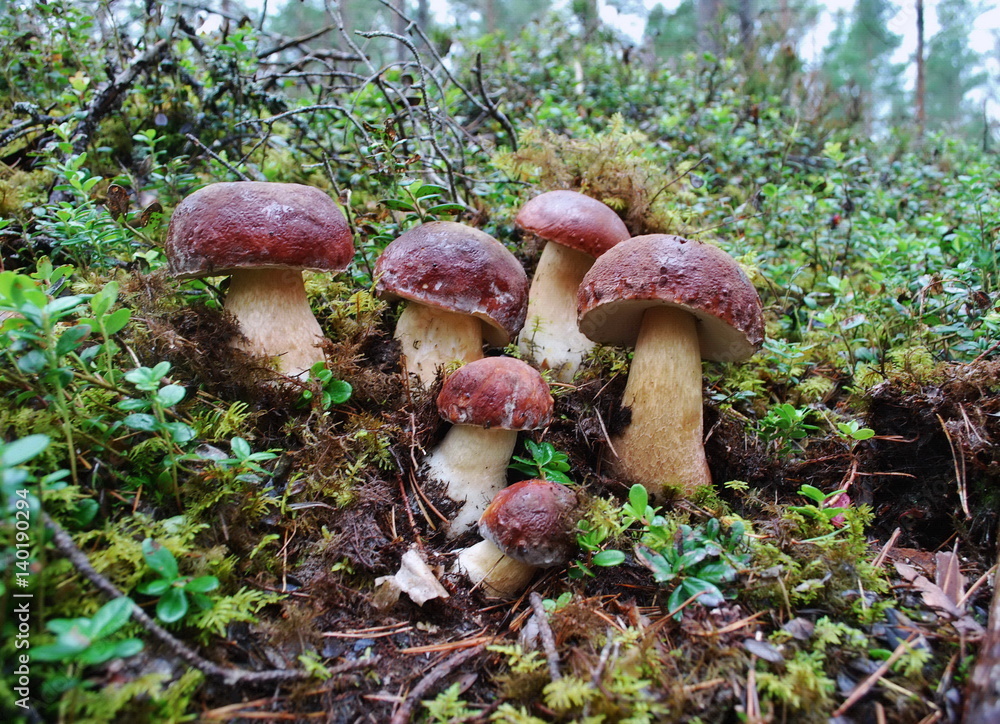 Mushrooms in the forest.