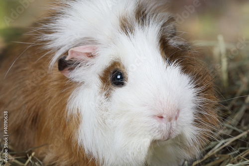 Portrait of a guinea pig