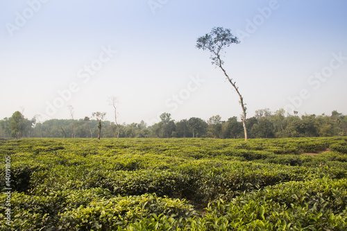Tea fields in Srimangal in the Sylhet division of Bangladesh 