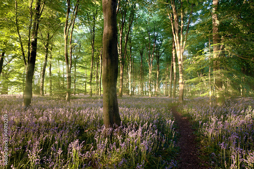 Fototapeta Naklejka Na Ścianę i Meble -  Beautiful bluebell covered forest with fresh early morning sunrise and a path leading into the distance on the right
