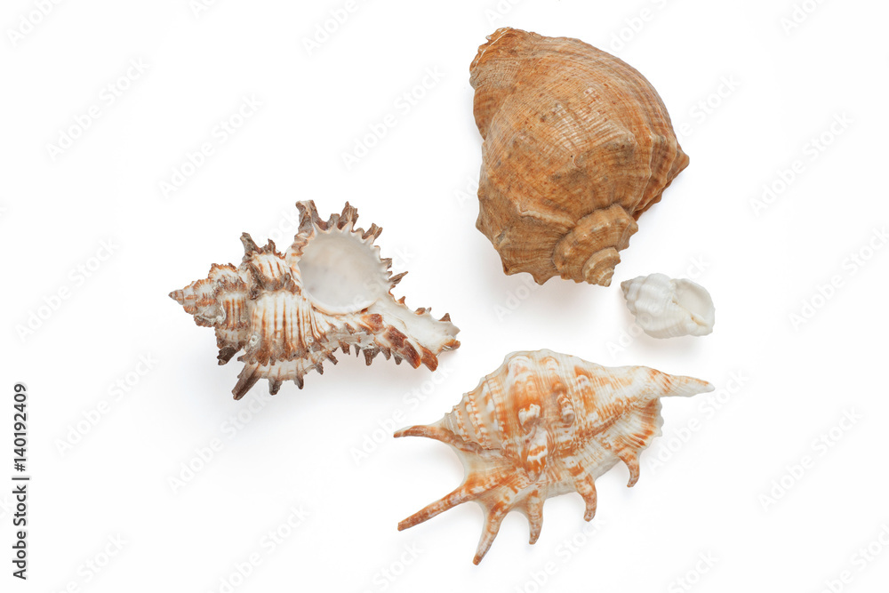 Seashell isolated on the white background Seashell isolated on the white background