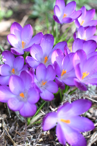 View of blooming spring flowers crocus growing in wildlife